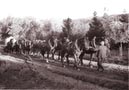 041 1938 5 Paar Pferde mit Kämpferstein S 7_1
